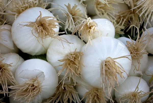 Gruppierung von weißen Zwiebeln Makro — Stockfoto