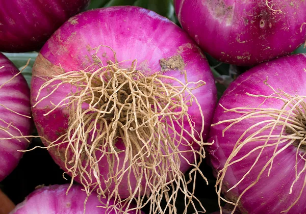 Agrupación de cebollas rojas Macro — Foto de Stock