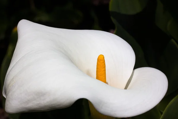 Одномісний Калла лілії квітка макросу — стокове фото
