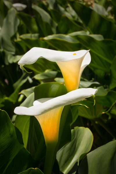 Dos lirios de Calla en vertical . —  Fotos de Stock