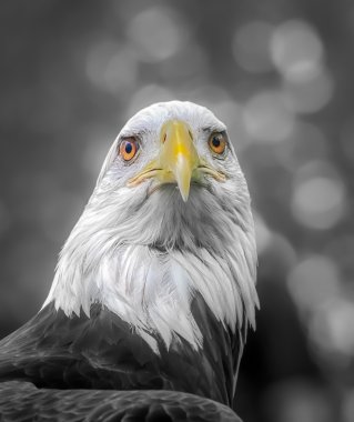 Amerikan kel kartalı portresi