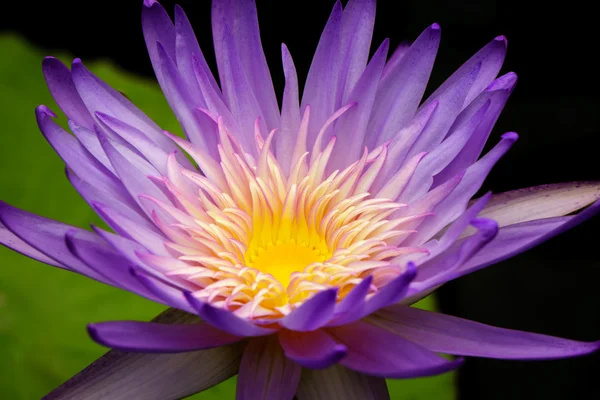 Pastel Purple Water Lily Macro. — Stock Photo, Image