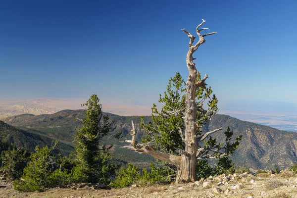 Cumbre del Monte Pinos —  Fotos de Stock