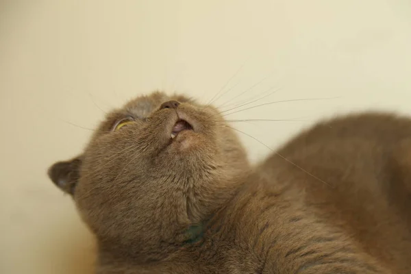 Eine faule, fette, schottische Faltenkatze schläft. Ungesunde Katze. — Stockfoto