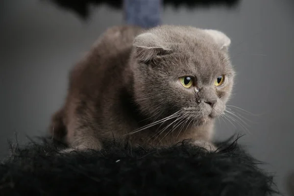 Un perezoso gordo escocés pliegue gato está acostado dormido. gato malsano. — Foto de Stock