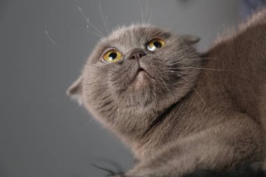 Tembel şişko bir İskoç kedisi uyuyor. Sağlıksız kedi.