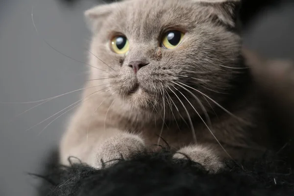 Eine faule, fette, schottische Faltenkatze schläft. Ungesunde Katze. — Stockfoto