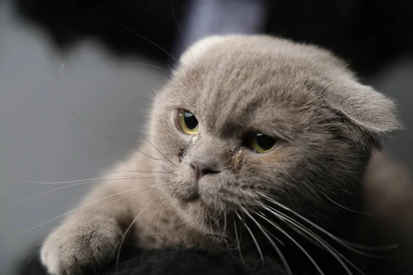 Un perezoso gordo escocés pliegue gato está acostado dormido. gato malsano. — Foto de Stock