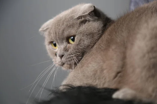 A lazy fat scottish fold cat is lying asleep. unhealthy cat. — Stock Photo, Image