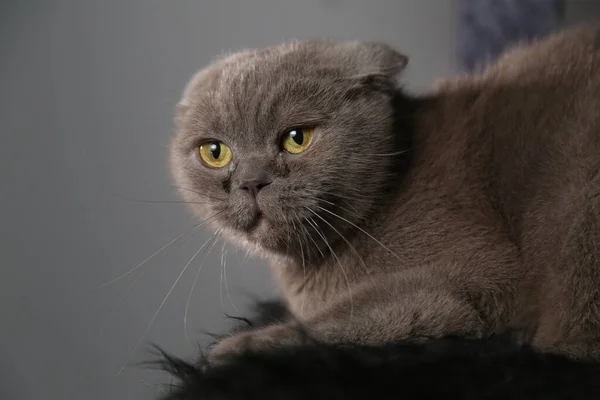 Eine faule, fette, schottische Faltenkatze schläft. Ungesunde Katze. — Stockfoto