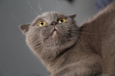 Tembel şişko bir İskoç kedisi uyuyor. Sağlıksız kedi.