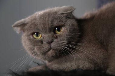 Tembel şişko bir İskoç kedisi uyuyor. Sağlıksız kedi.