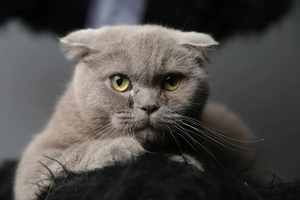 A lazy fat scottish fold cat is lying asleep. unhealthy cat. — Stock Photo, Image