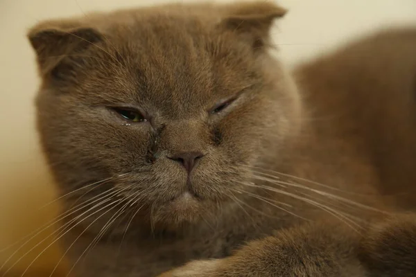 Um preguiçoso gato gordo escocês está dormindo. gato não saudável. — Fotografia de Stock