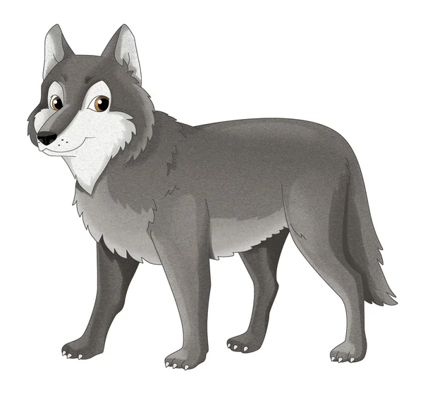 Dessin animé animal - loup - isolé - illustration pour enfants — Photo