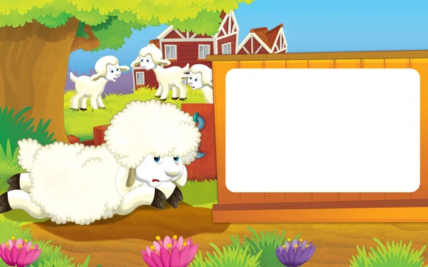 White sheep at farm — Stock Photo, Image