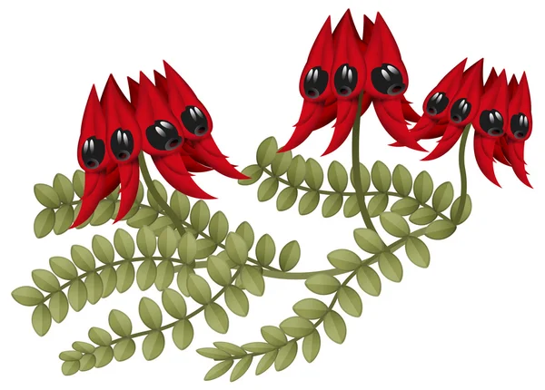 Cartoon australische Pflanze — Stockfoto