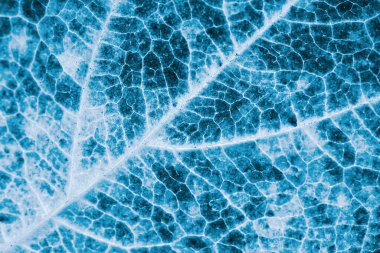 Ağaç yaprağı yakın plan. Yatay koyu mavi bitki arkaplanı ya da duvar kağıdı. Röntgen görüntüsüne benzer bir mozaik desen. Monokrom sonbahar arkaplanı. Manüel odaklı makro lens ile çekilmiş.