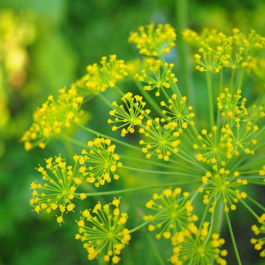 Yeşil çimenlerin arka planında derin bir şişkinlik. Sarı küçük çiçekler. Yaz teması, bahçe ve sıcak güneşli günler üzerine parlak ve sulu kare çizimi. Makro