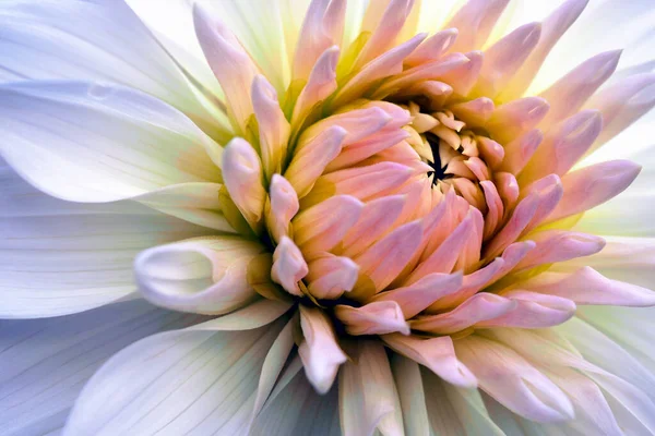 Dahlia Blommar Vita Och Rosa Blomblad Nära Håll Ljust Delikat — Stockfoto