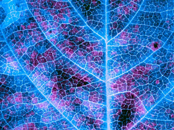 Leaf Tree Close Dark Catchy Background Wallpaper Mosaic Blue Violet — Stock Photo, Image
