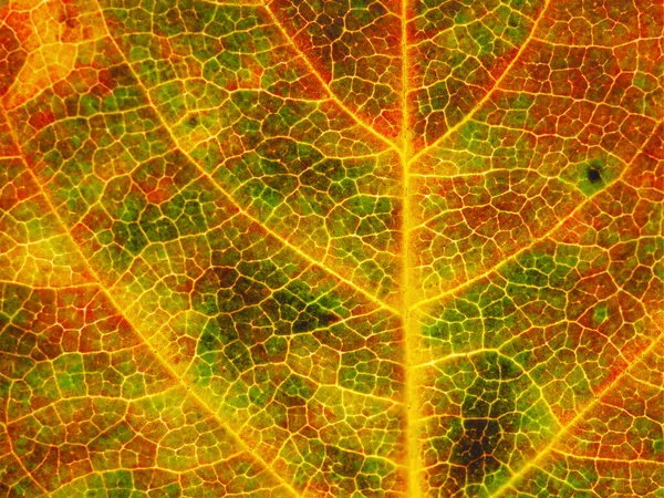 가을에 힙니다 배경이나 노란색의 정맥과 점들로 이루어진 네트워크에서 모자이크 패턴이었습니다 — 스톡 사진