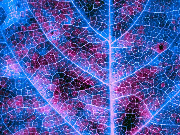 Una Hoja Primer Plano Del Árbol Fondo Oscuro Pegadizo Fondo — Foto de Stock