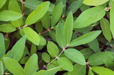 Hanımeli yapraklarından sebze arkaplanı. Meyve fidanından yapılmış doğal yeşil duvar kağıdı. Bir çalılık çalılığın arka planında, yakın plan. Yaz, Mayıs, Haziran, Temmuz. Kontrastı düşürdüm. Makro