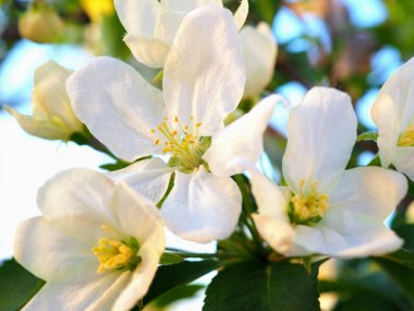 Elma ağacının beyaz çiçekleri. Yapraklar, erkek organlar, erkek organlar. Baharda çiçek açan meyve çalısı. Yaz ve ılık mevsimin başlangıcıyla ilgili hoş bir illüstrasyon. Makro