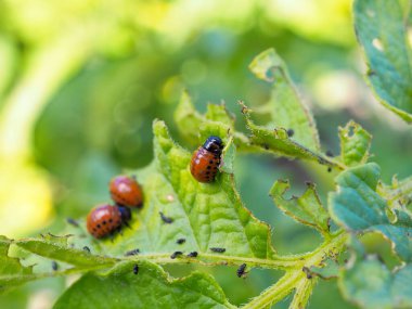 Patates yaprağında Colorado patates böceği larvası. Yakın plan. Bu tarımsal bitkiyi böceklerden korumak için parlak bir illüstrasyon. Yüksek detay. Makro