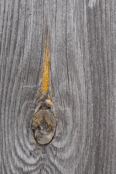 Dark natural background. A gray faded wooden board with a pattern of annual rings. Bough with yellow dried resin. Textured weathered surface. Vertical backdrop or wallpaper. Low contrast. Macro