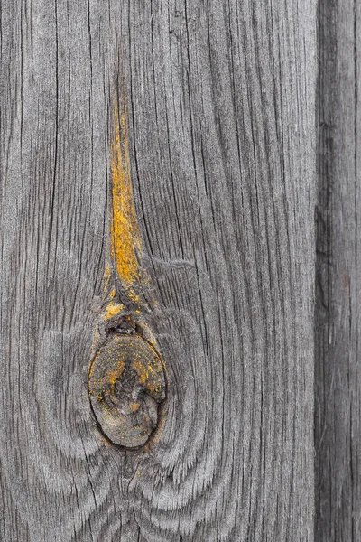 Dark natural background. Gray faded wooden boards with pattern of annual rings. Bough with yellow dried resin. Textured weathered surface. Vertical backdrop or wallpaper. Low contrast. Macro