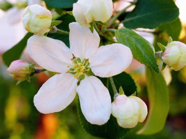 Gün batımında bir elma ağacının beyaz çiçekleri. Yapraklar, erkek organlar, erkek organlar, yapraklar ve dallar. Baharda çiçek açan meyve ağacı. Yazın başlangıcıyla ilgili nazik bir illüstrasyon. Makro