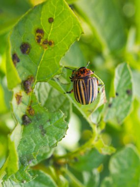 Colorado böceği patates yaprağının üzerinde oturuyor. Yakın plan. Böcekler, tarım bitkilerinin zararlıları hakkında parlak bir dikey çizim. Patates böceğiyle savaşıyorum. Makro