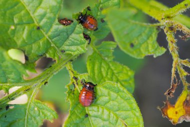 Patates yaprağında Colorado patates böceği larvası. Yakın plan. Tarım bitkilerini böceklerden ve haşerelerden koruma teması hakkında parlak bir örnek. Yüksek detay. Makro