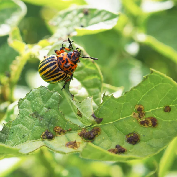 Besouro Colorado Sentado Uma Folha Batata Sem Caroço Insecto Comer — Fotografia de Stock