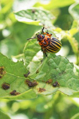Colorado böceği patates yaprağının üzerinde oturuyor. Yakın plan. Böcekler, tarım bitkilerinin zararlıları hakkında parlak bir dikey çizim. Patates böceğiyle savaşıyorum. Makro