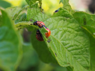 Birçok Colorado böcek larvası patates yaprağını yer. Yakın plan. Tarım bitkilerini böceklerden ve haşerelerden koruma teması hakkında parlak bir örnek. Yüksek detay. Profilde yan görünüm. Makro