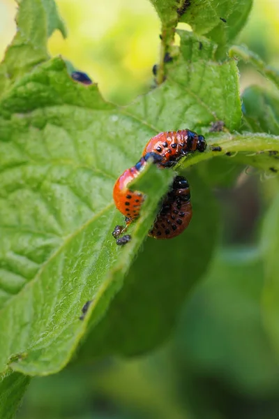 Verschillende Colorado Keverlarven Eten Het Aardappelblad Een Close Een Heldere — Stockfoto