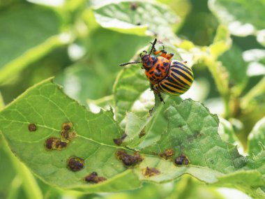 Bir Colorado böceği patates yaprağının üzerinde oturuyor. Yakın plan. Böcekler hakkında bir çizim, tarım bitkileri haşereleri. Patates böceğiyle savaşıyorum. Makro