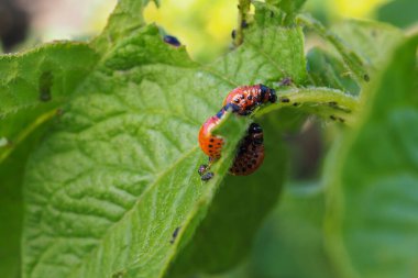 Birkaç Colorado böceği larvası patates yaprağını yiyor. Yakın plan. Tarım bitkilerini böceklerden ve haşerelerden koruma teması hakkında parlak bir örnek. Yüksek detay. Profilde yan görünüm. Makro
