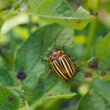 Colorado böceği patates yaprağının üzerinde oturuyor. Yakın plan. Böceklerle, tarım bitkilerinin zararlılarıyla ilgili kare çizimi. Patates böceğiyle savaşıyorum. Makro