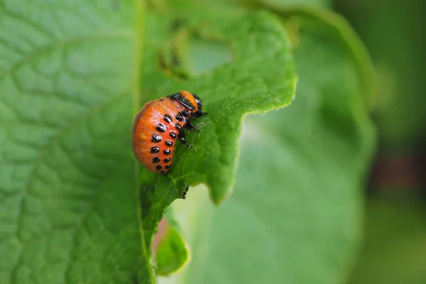 Uma Larva Besouro Batata Colorado Rasteja Uma Folha Batata Sem — Fotografia de Stock