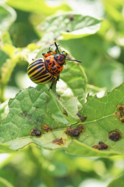 Patates yaprağında sallanan Colorado patates böceği. Yakın plan. Böcekler, tarım bitkilerinin zararlıları hakkında dikey bir çizim. Patates böceğiyle savaşıyorum. Makro