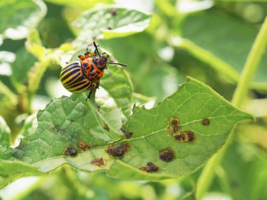 Patates yaprağında sallanan Colorado patates böceği. Kapatın. Böcekler hakkında bir çizim, tarım bitkileri haşereleri. Patates böceğiyle savaşıyorum. Makro