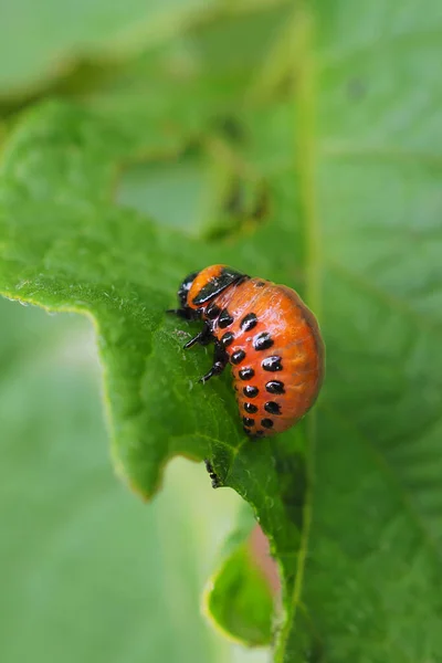 One Larva Colorado Potato Beetle Crawls Pitted Potato Leaf Close — Stock Photo, Image