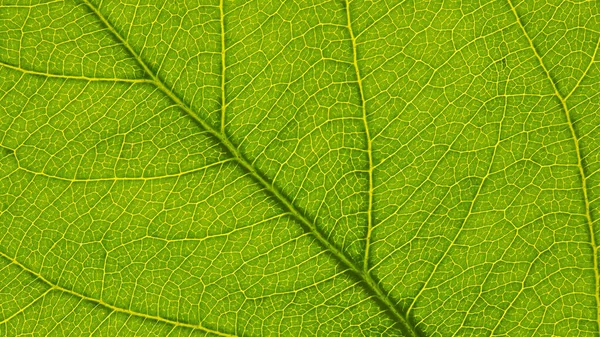 Φρέσκο Φύλλο Οπωροφόρου Δένδρου Από Κοντά Ψηφιδωτό Μοτίβο Διχτυού Κίτρινων — Φωτογραφία Αρχείου