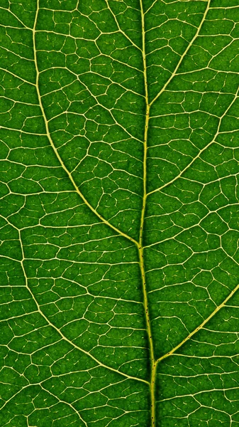 果物の木の新鮮な葉を閉じる 静脈と植物細胞の緑と黄色のモザイクパターン 美しい夏の携帯電話の壁紙 花をテーマにした自然な縦の抽象的背景 マクロ — ストック写真