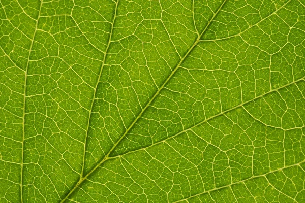 Färska Blad Prydnadsträd Närbild Grön Och Gul Mosaik Mönster Vener — Stockfoto