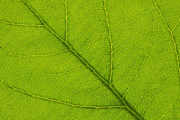 Feuille Fraîche Arbre Fruitier Fermer Motif Mosaïque Filet Veines Jaunes — Photo